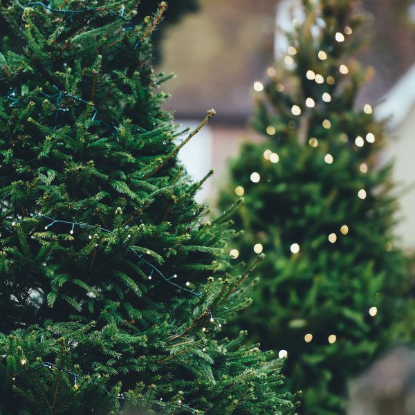 Collecte des sapins