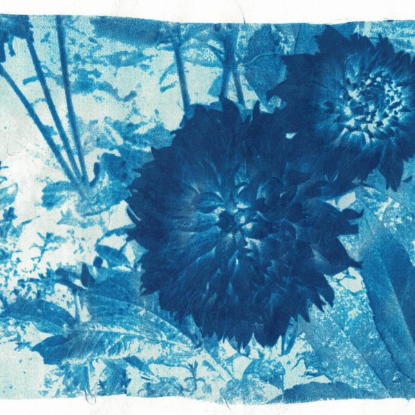 Atelier Cyanotype