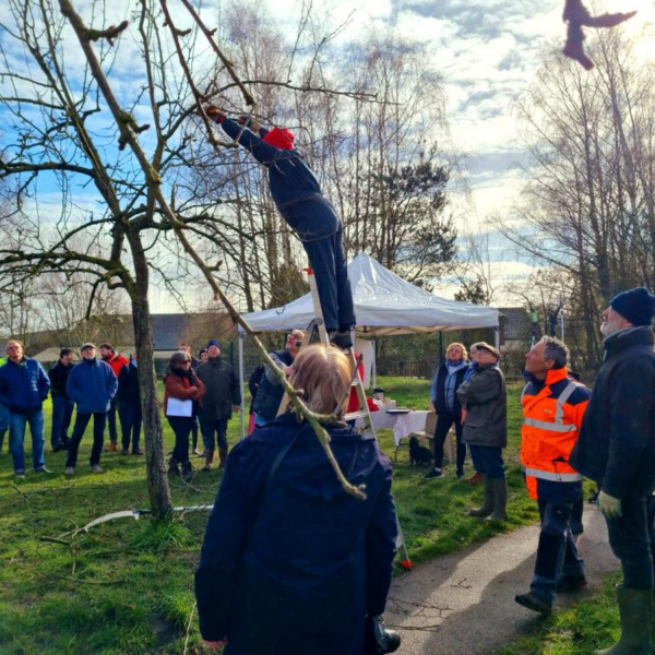 Taille des arbres fruitiers