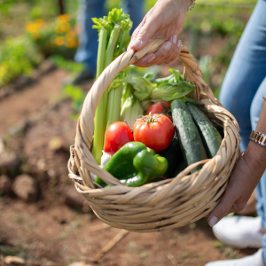 Potager participatif