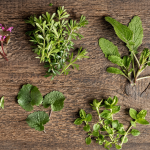 Balade-découverte des plantes