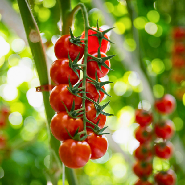 Atelier Bourdons et Tomates